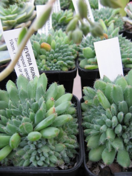 Name:  succulent and bromeliads 015.jpg
Views: 67414
Size:  58.0 KB