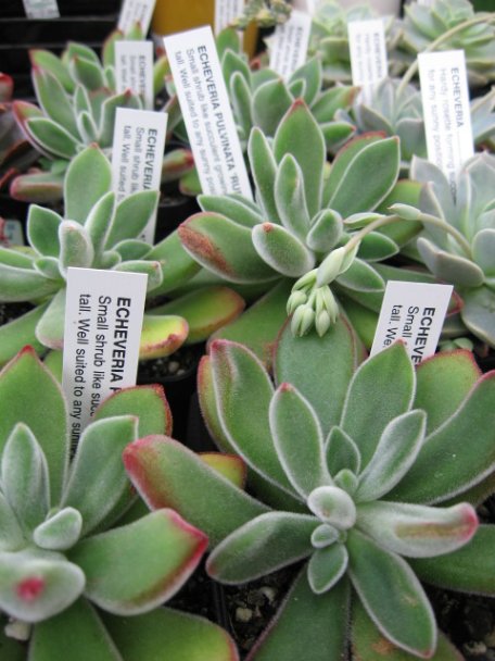 Name:  succulent and bromeliads 016.jpg
Views: 74843
Size:  59.7 KB