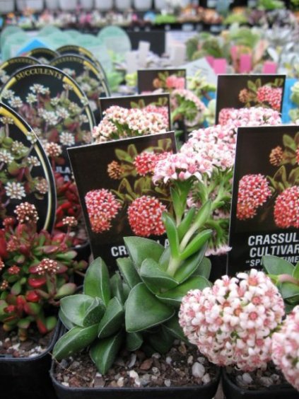 Name:  succulent and bromeliads 019.jpg
Views: 65719
Size:  65.2 KB