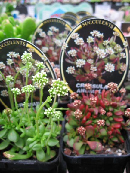 Name:  succulent and bromeliads 020.jpg
Views: 64669
Size:  58.1 KB