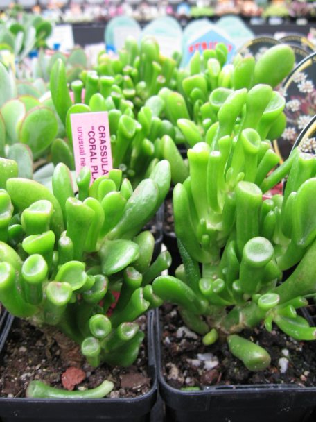 Name:  succulent and bromeliads 021.jpg
Views: 68137
Size:  64.3 KB