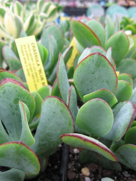 Name:  succulent and bromeliads 022.jpg
Views: 64737
Size:  51.1 KB