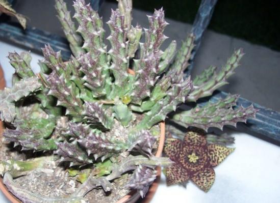 Name:  100_6712 (550 x 400).jpg
Views: 42355
Size:  42.6 KB