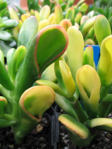 Name:  succulent and bromeliads 024.jpg
Views: 64265
Size:  47.4 KB