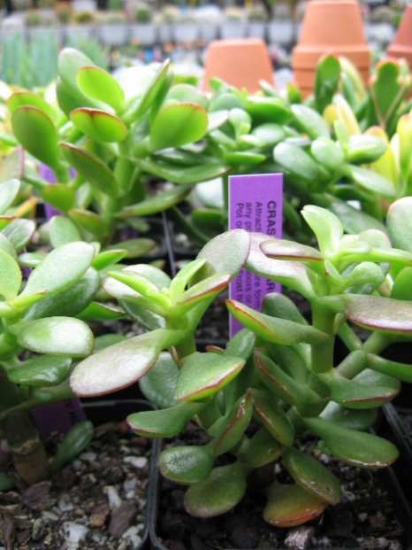 Name:  succulent and bromeliads 025.jpg
Views: 66410
Size:  60.5 KB