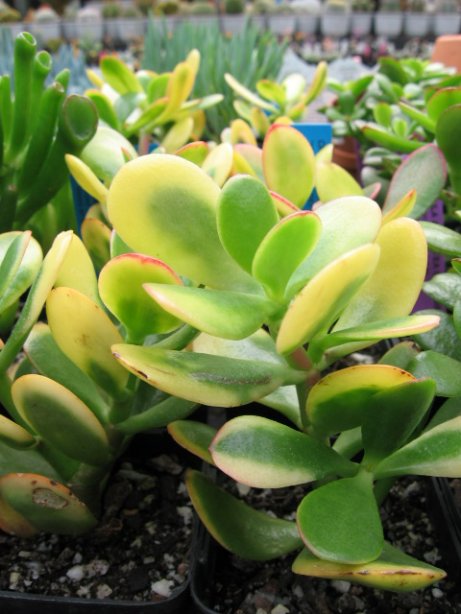 Name:  succulent and bromeliads 026.jpg
Views: 64737
Size:  55.9 KB