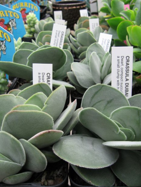 Name:  succulent and bromeliads 027.jpg
Views: 67240
Size:  58.2 KB