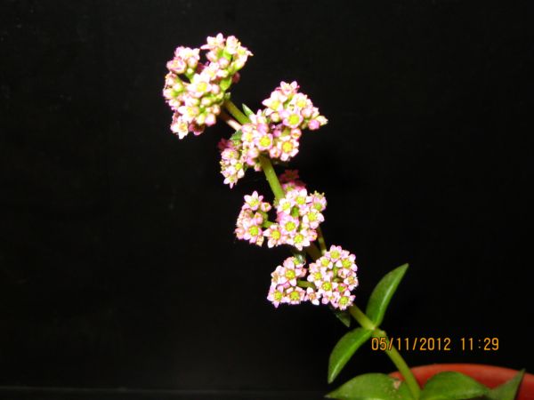 Name:  pem.i.sukul..jpg
Views: 3621
Size:  31.1 KB