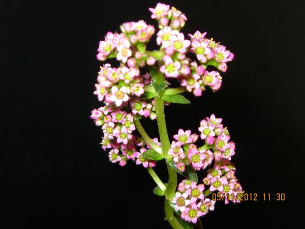 Name:  suk.i..jpg
Views: 3256
Size:  43.5 KB