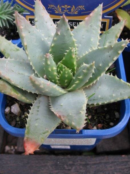 Name:  succulent and bromeliads 033.jpg
Views: 63349
Size:  53.2 KB