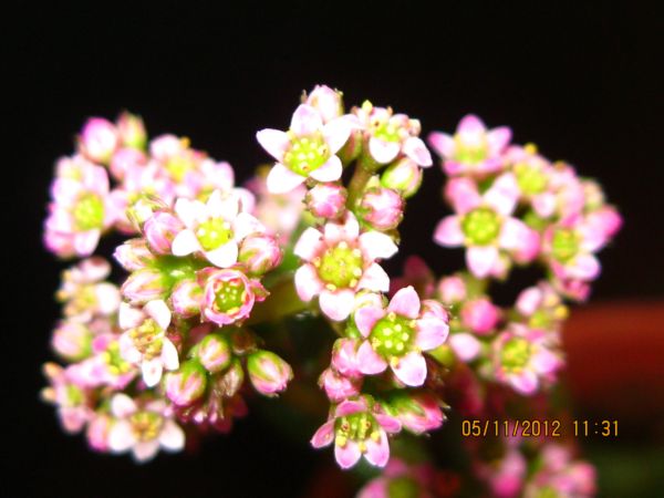 Name:  sukulent i..jpg
Views: 3411
Size:  46.9 KB