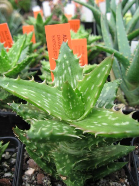 Name:  succulent and bromeliads 034.jpg
Views: 63022
Size:  56.3 KB