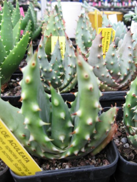 Name:  succulent and bromeliads 036.jpg
Views: 63285
Size:  59.1 KB
