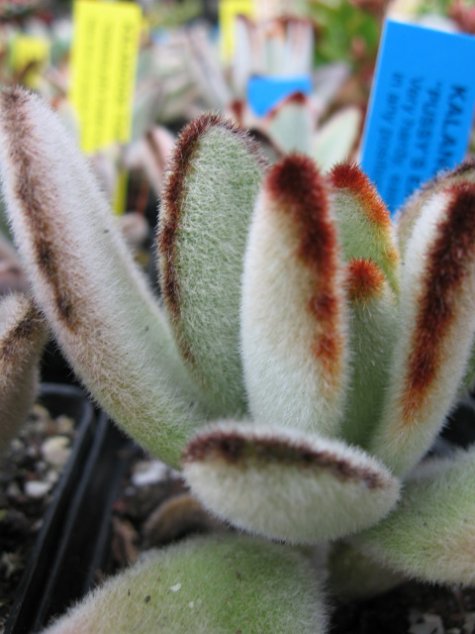 Name:  succulent and bromeliads 038.jpg
Views: 62884
Size:  51.5 KB
