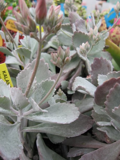 Name:  succulent and bromeliads 039.jpg
Views: 62262
Size:  55.2 KB