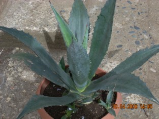 Name:  agave 1bluecrop.jpg
Views: 4684
Size:  69.7 KB