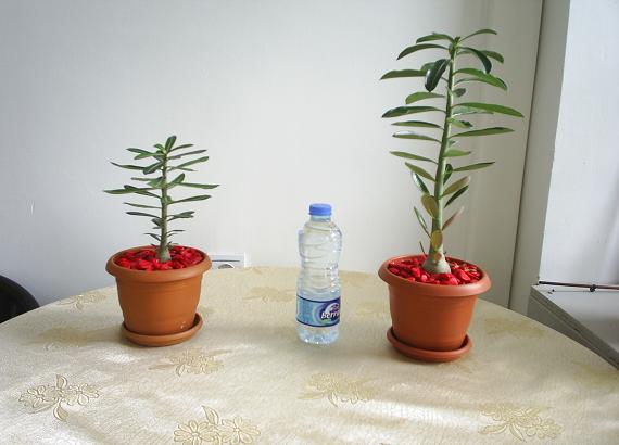 Name:  Adenium.JPG
Views: 1139
Size:  37.4 KB
