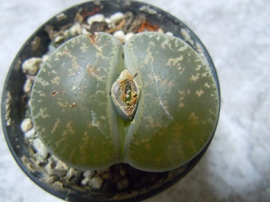 Name:  DSCN6092.JPG
Views: 1542
Size:  46.6 KB