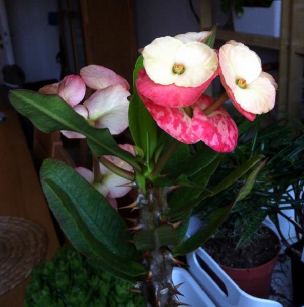 Name:  IMG_3341.jpg
Views: 8066
Size:  41.7 KB
