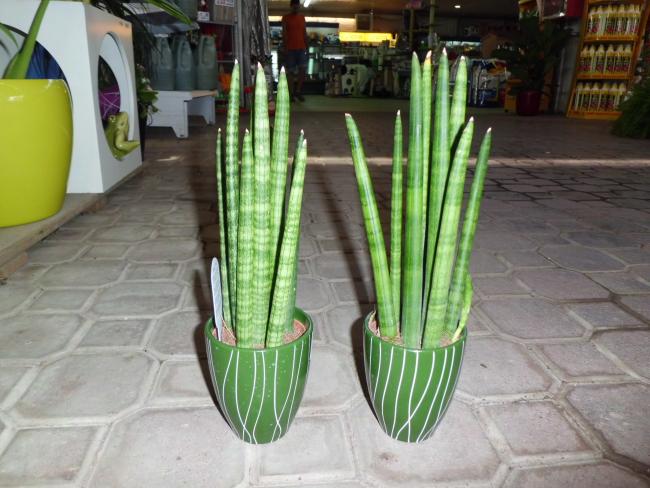 Name:  SANSEVIERIA-CYLINDRICA-PLANTAS-A-LA-VENTA.jpg
Views: 11121
Size:  52.5 KB