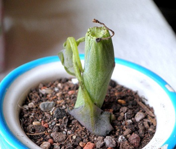 Name:  1a-20.12.2011-Senecio articulatus - Kopya (2).JPG
Views: 1839
Size:  55.6 KB