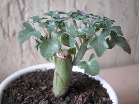 Name:  1g-01.12.2012 - Kopya.JPG
Views: 1937
Size:  61.3 KB