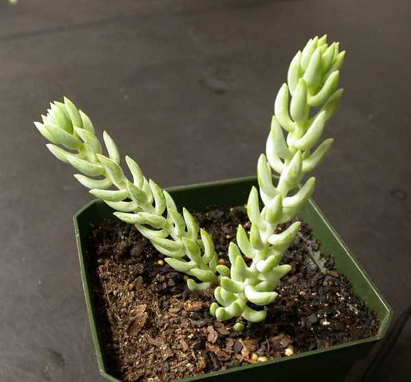 Name:  sedummorgan.jpg
Views: 5898
Size:  32.2 KB