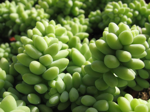 Name:  sedum_burrito_01.jpg
Views: 8467
Size:  54.1 KB