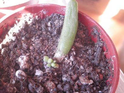 Name:  1a-01.10.2011-crassula gollum - Kopya.jpg
Views: 11797
Size:  27.3 KB
