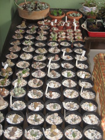 Name:  lithops.JPG
Views: 926
Size:  68.7 KB