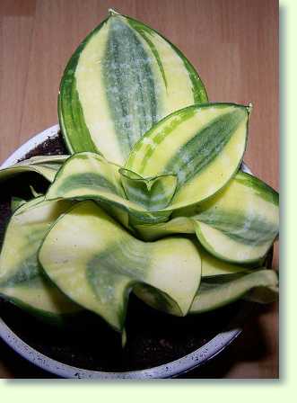 Name:  sanseveria.jpeg
Views: 3142
Size:  15.8 KB