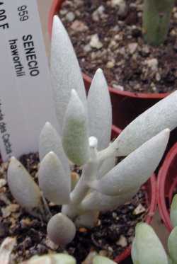 Name:  Senecio_haworthii.jpg
Views: 3523
Size:  12.6 KB