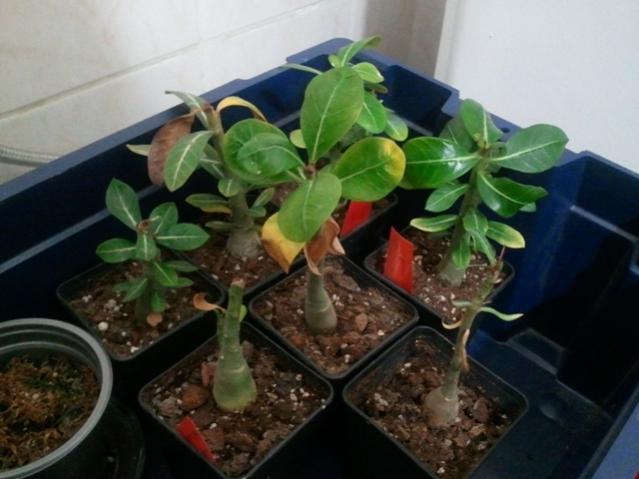 Name:  20130115_210513.jpg
Views: 973
Size:  38.9 KB