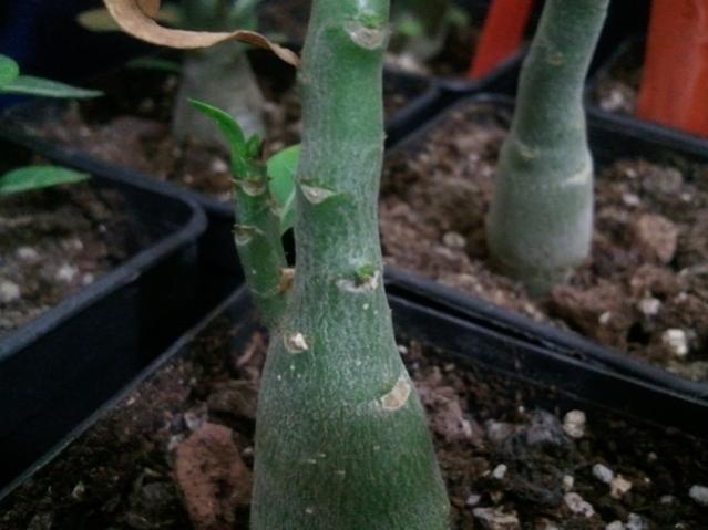 Name:  20130115_210600.jpg
Views: 976
Size:  36.7 KB