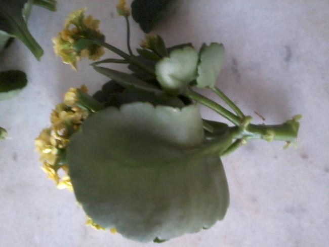 Name:  2013-02-22 13.27.24.jpg
Views: 1898
Size:  24.3 KB
