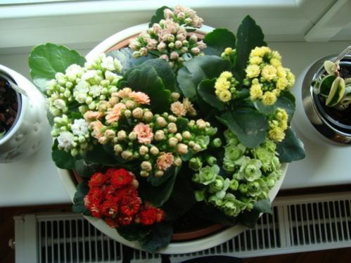 Name:  DSC00403.jpg
Views: 2486
Size:  35.6 KB