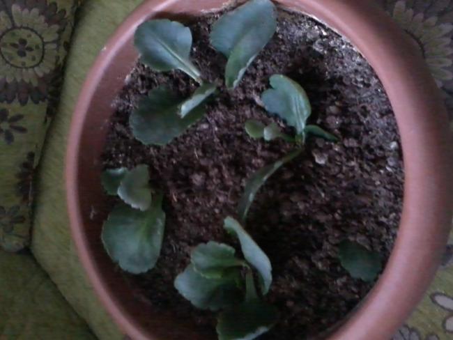 Name:  2013-03-03 16.45.12.jpg
Views: 1640
Size:  37.7 KB