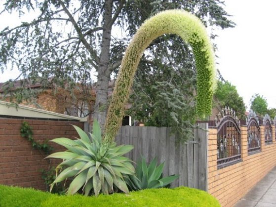 Name:  Agove  attenuata 001.jpg
Views: 65338
Size:  65.5 KB