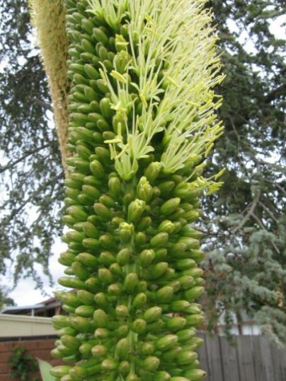 Name:  Agove  attenuata 002.jpg
Views: 62661
Size:  65.3 KB