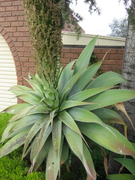 Name:  Agove  attenuata 003.jpg
Views: 61911
Size:  64.3 KB