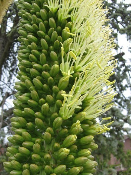 Name:  Agove  attenuata 005.jpg
Views: 62096
Size:  69.4 KB