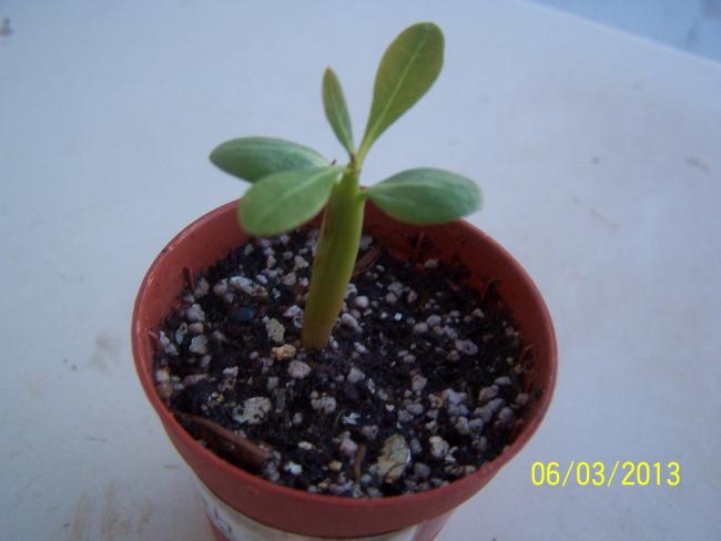 Name:  033.jpg
Views: 1148
Size:  27.1 KB