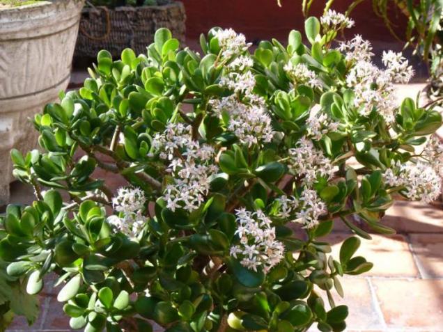 Name:  crassula-ovata585-1.jpg
Views: 7520
Size:  70.9 KB