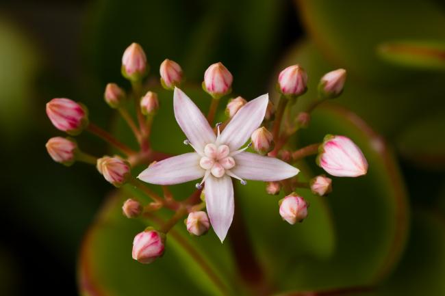 Name:  Crassula_ovata_RTBG.jpg
Views: 10093
Size:  23.6 KB