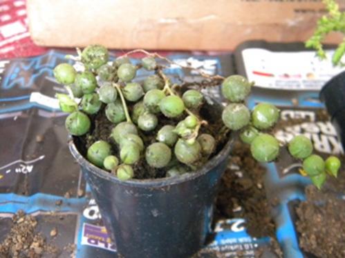Name:  DSCN6436.jpg
Views: 2063
Size:  30.8 KB