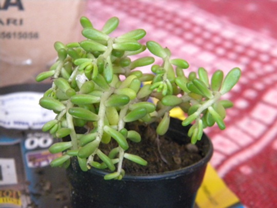 Name:  DSCN6438.JPG
Views: 3201
Size:  69.1 KB