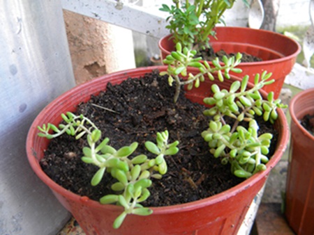 Name:  DSCN6484.JPG
Views: 3303
Size:  69.6 KB