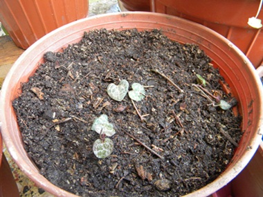 Name:  DSCN6483.JPG
Views: 3070
Size:  69.5 KB