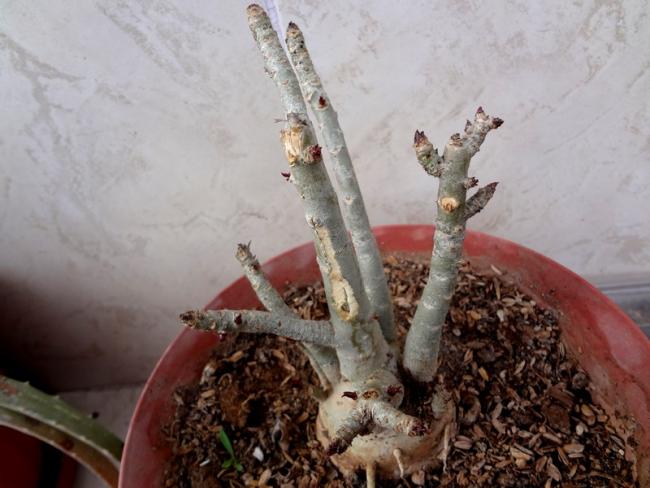 Name:  Adenium.jpg
Views: 1385
Size:  43.4 KB