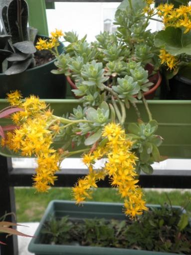Name:  sedum palmeri iekleri.jpg
Views: 4802
Size:  35.5 KB